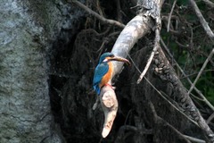 Killikus&reg; Fotographie